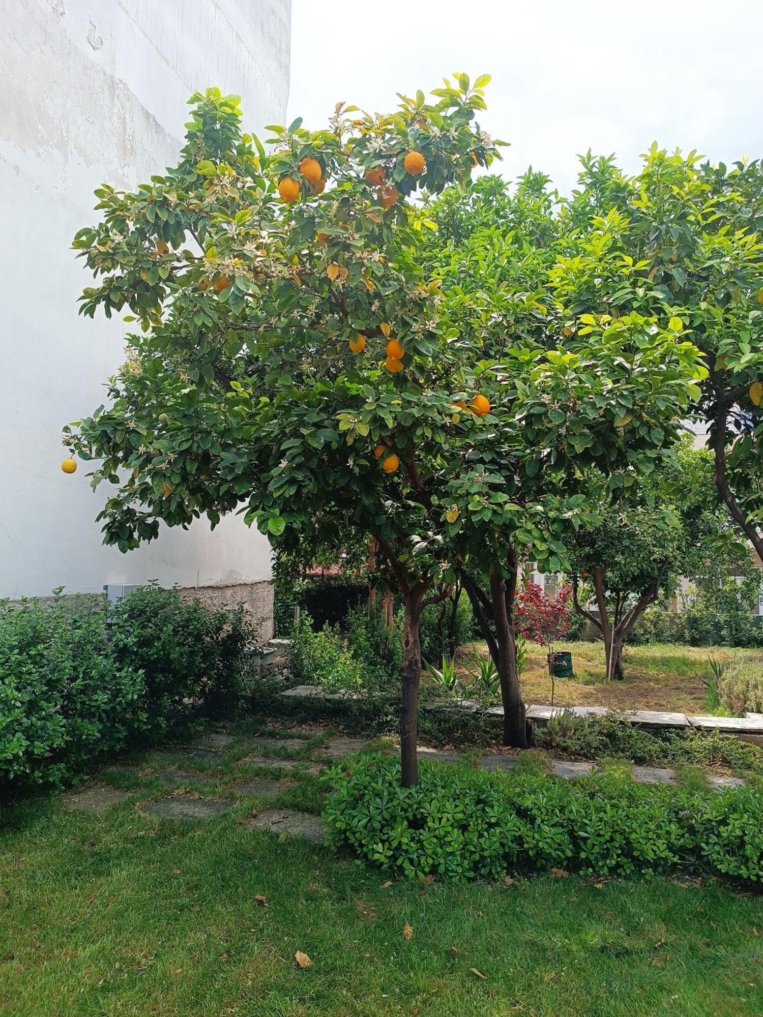 Villa Betty'S Garden House Néa Ankhíalos Habitación foto